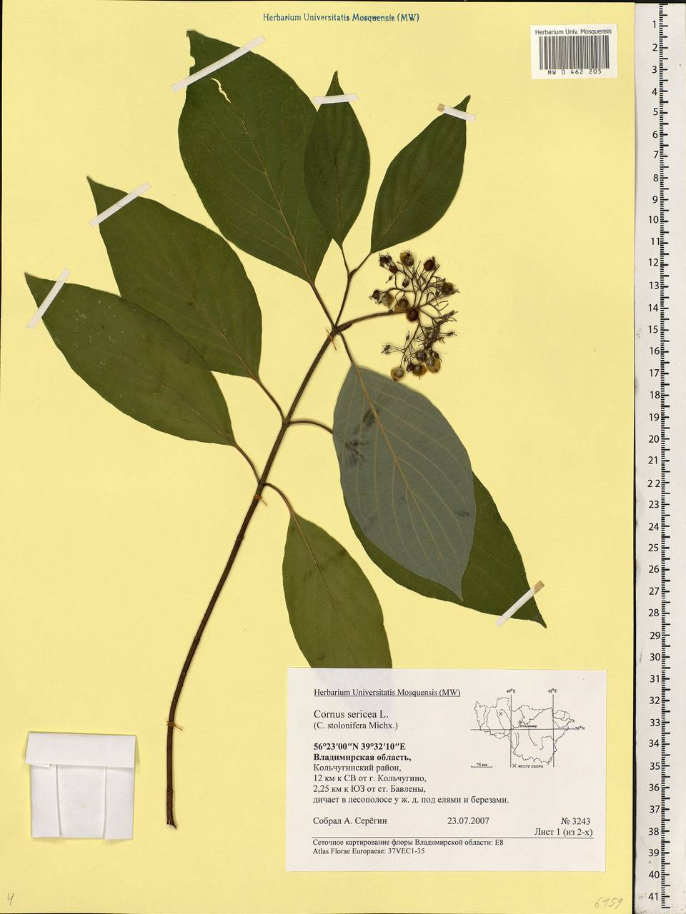 Cornus sericea L., Eastern Europe, Central region (E4) (Russia)