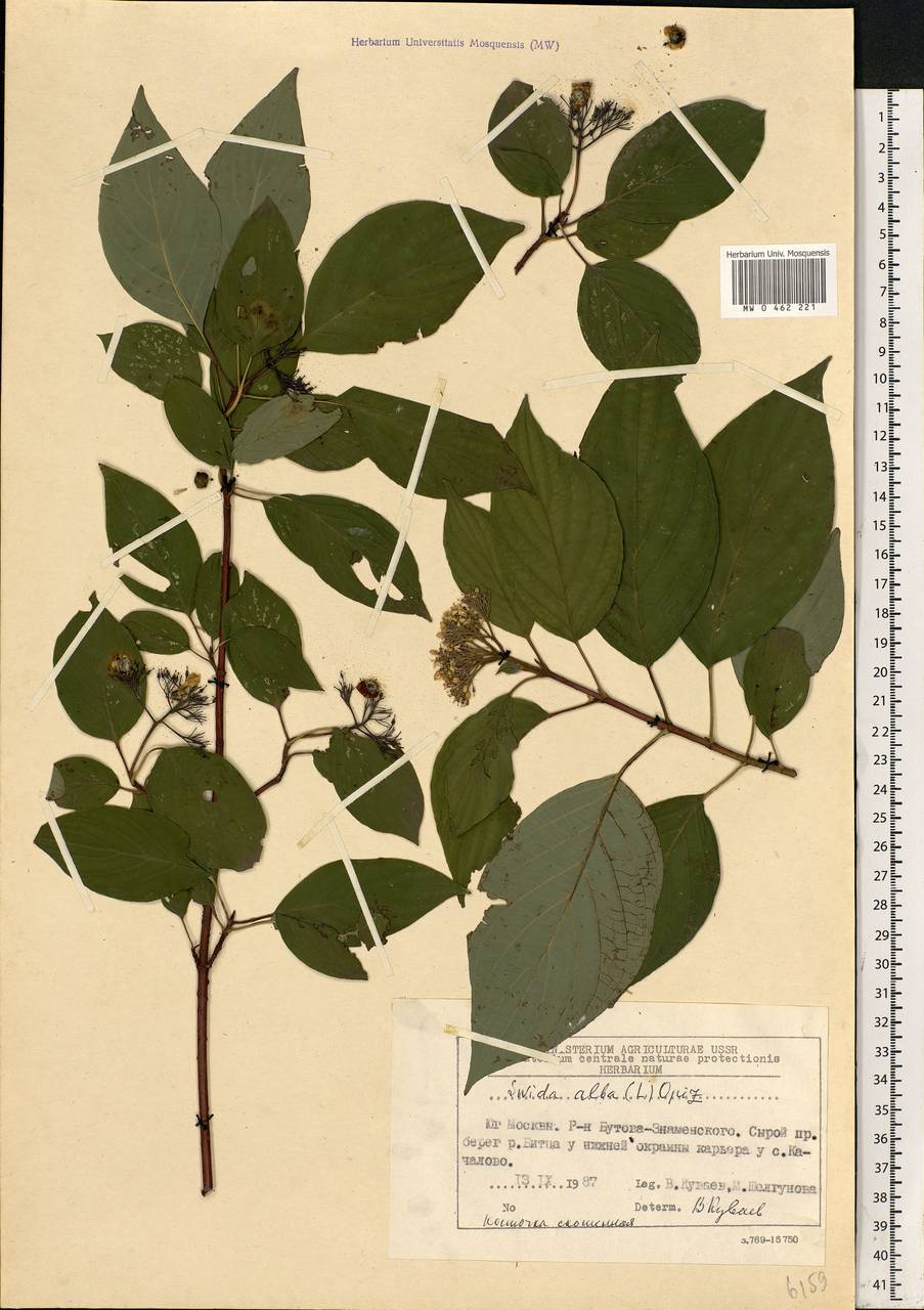 Cornus sericea L., Eastern Europe, Moscow region (E4a) (Russia)