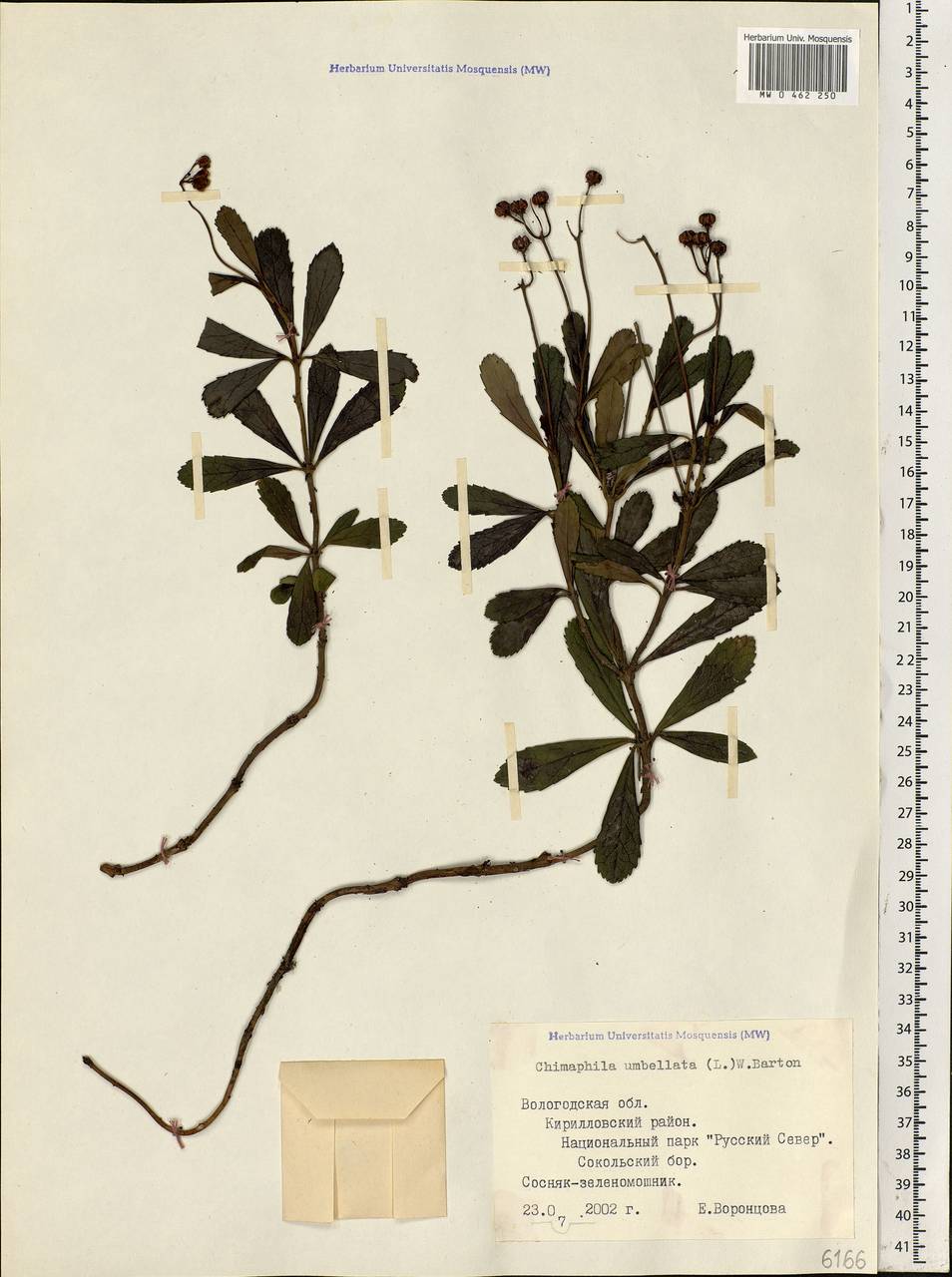 Chimaphila umbellata (L.) W. P. C. Barton, Eastern Europe, Northern region (E1) (Russia)