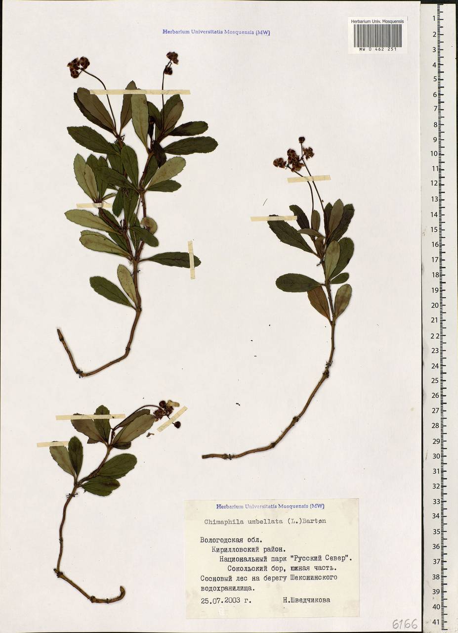 Chimaphila umbellata (L.) W. P. C. Barton, Eastern Europe, Northern region (E1) (Russia)