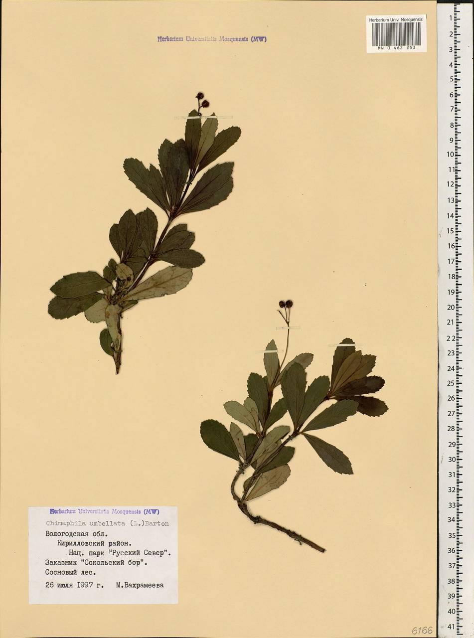Chimaphila umbellata (L.) W. P. C. Barton, Eastern Europe, Northern region (E1) (Russia)