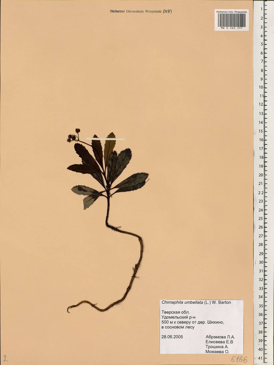 Chimaphila umbellata (L.) W. P. C. Barton, Eastern Europe, North-Western region (E2) (Russia)