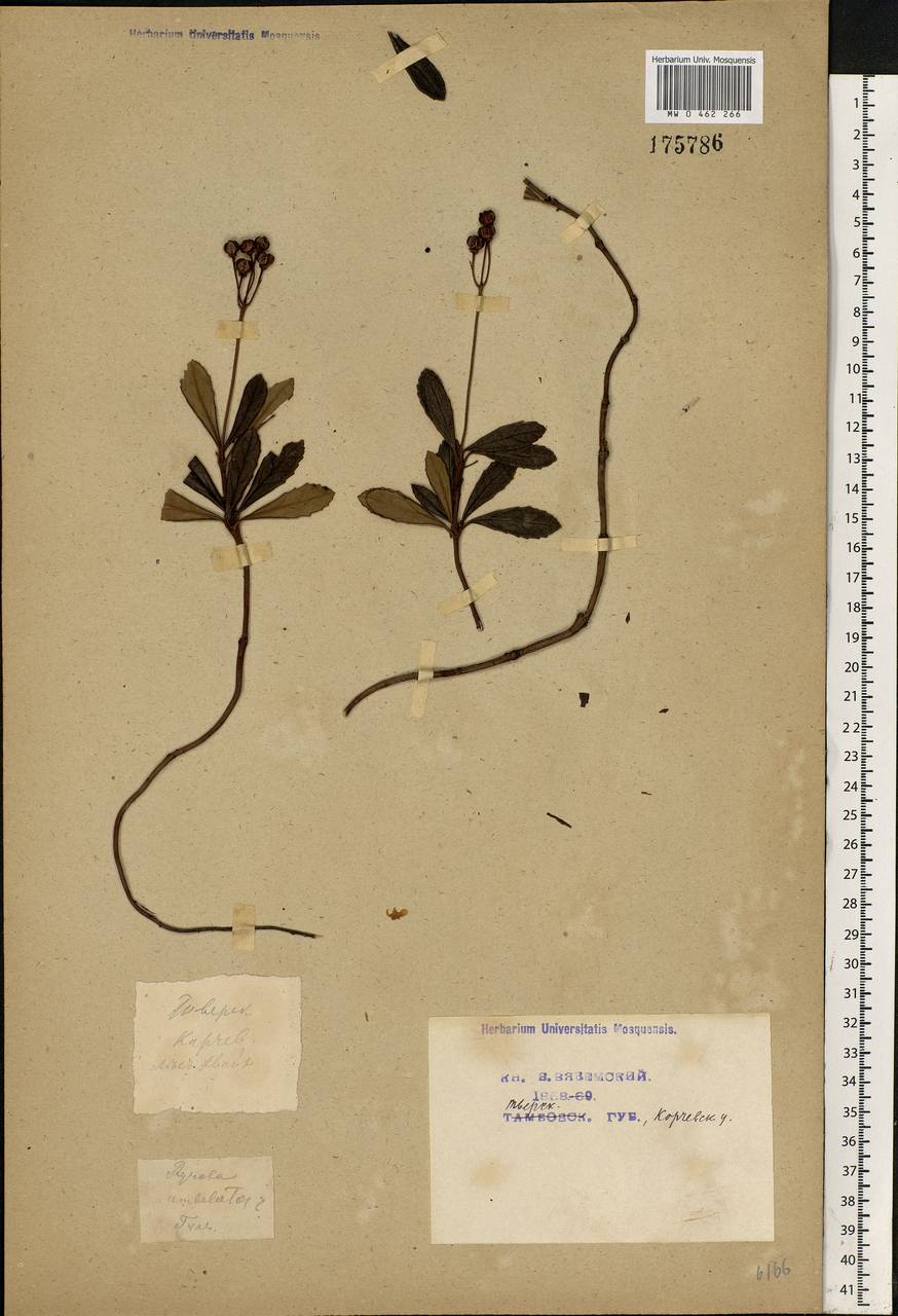 Chimaphila umbellata (L.) W. P. C. Barton, Eastern Europe, North-Western region (E2) (Russia)