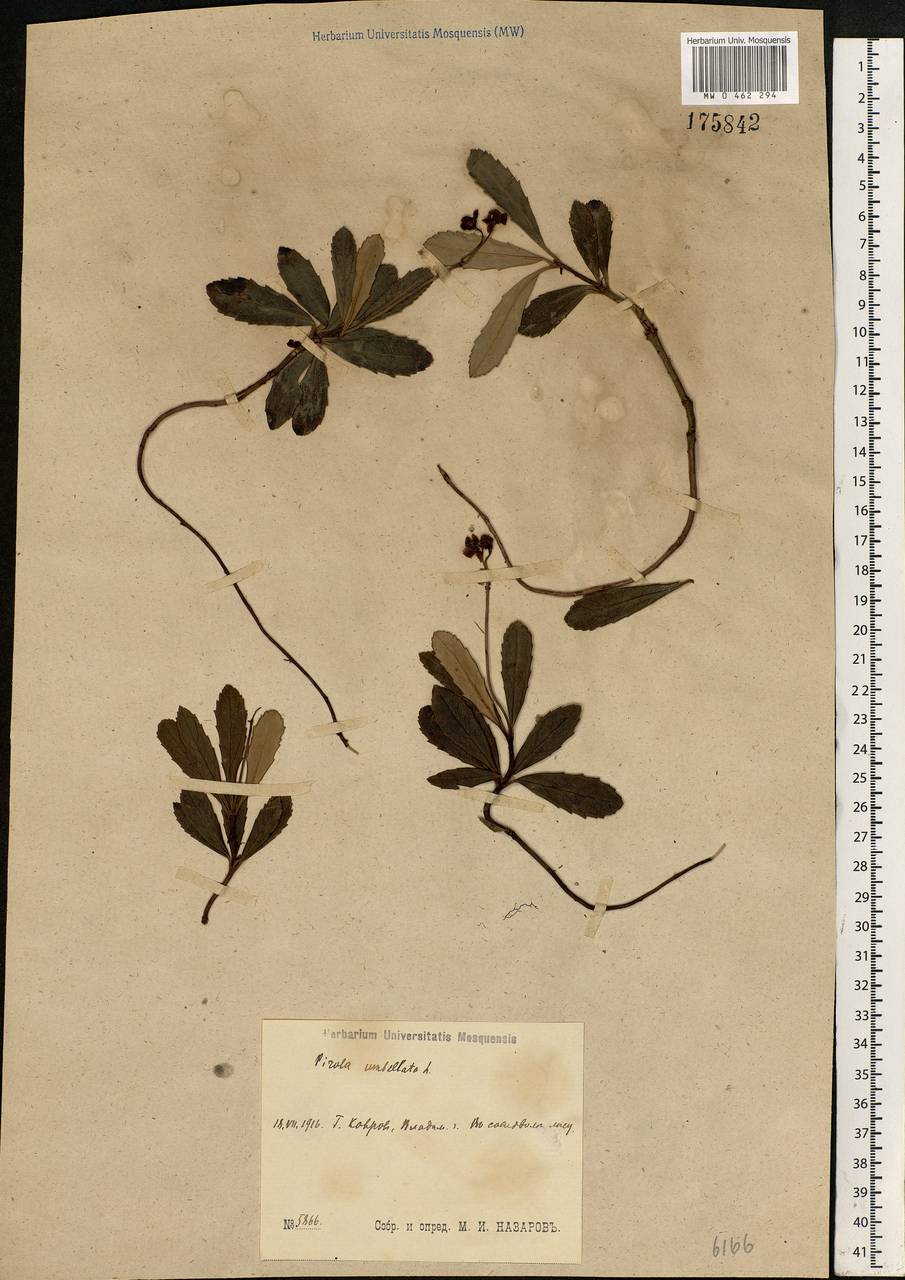 Chimaphila umbellata (L.) W. P. C. Barton, Eastern Europe, Central region (E4) (Russia)