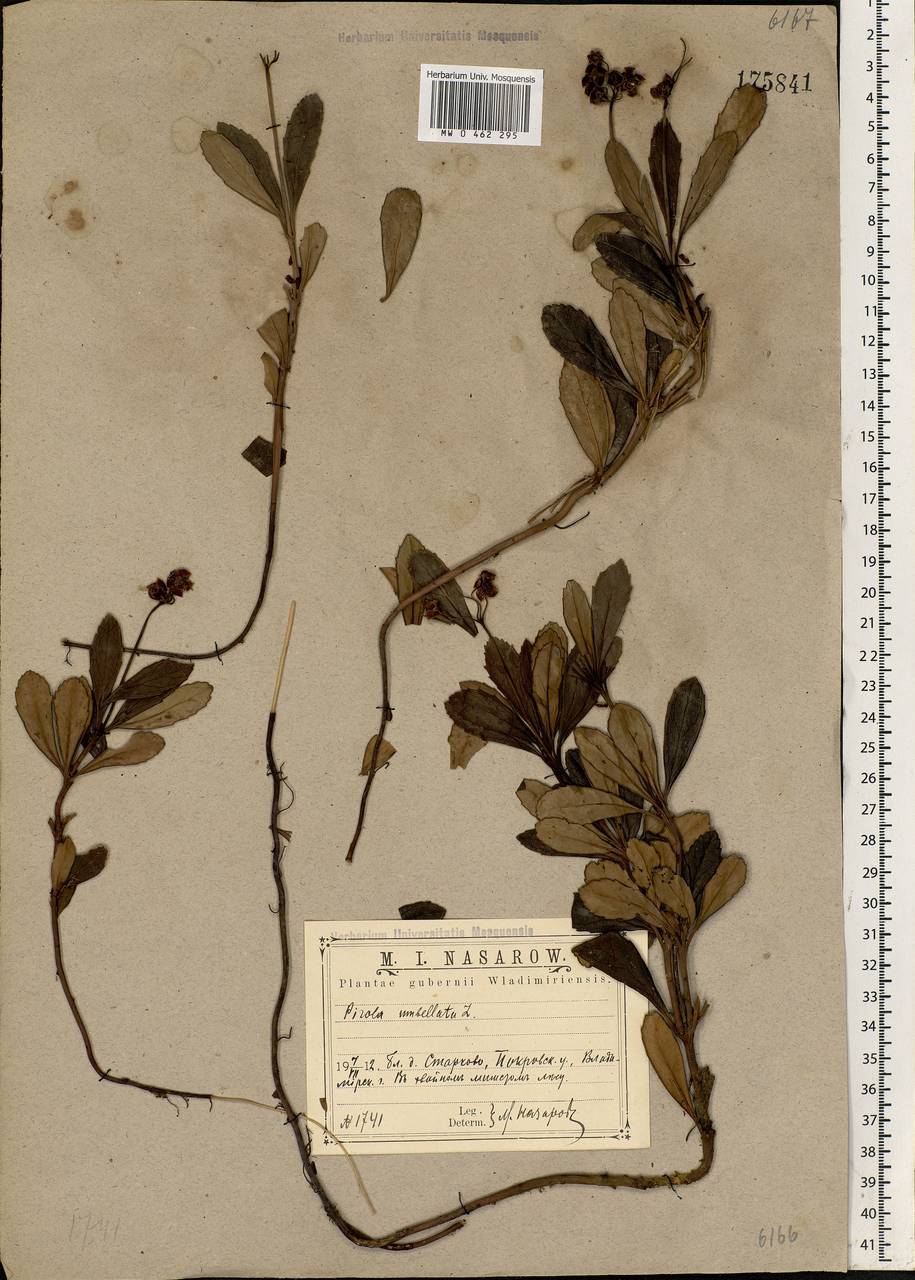 Chimaphila umbellata (L.) W. P. C. Barton, Eastern Europe, Central region (E4) (Russia)