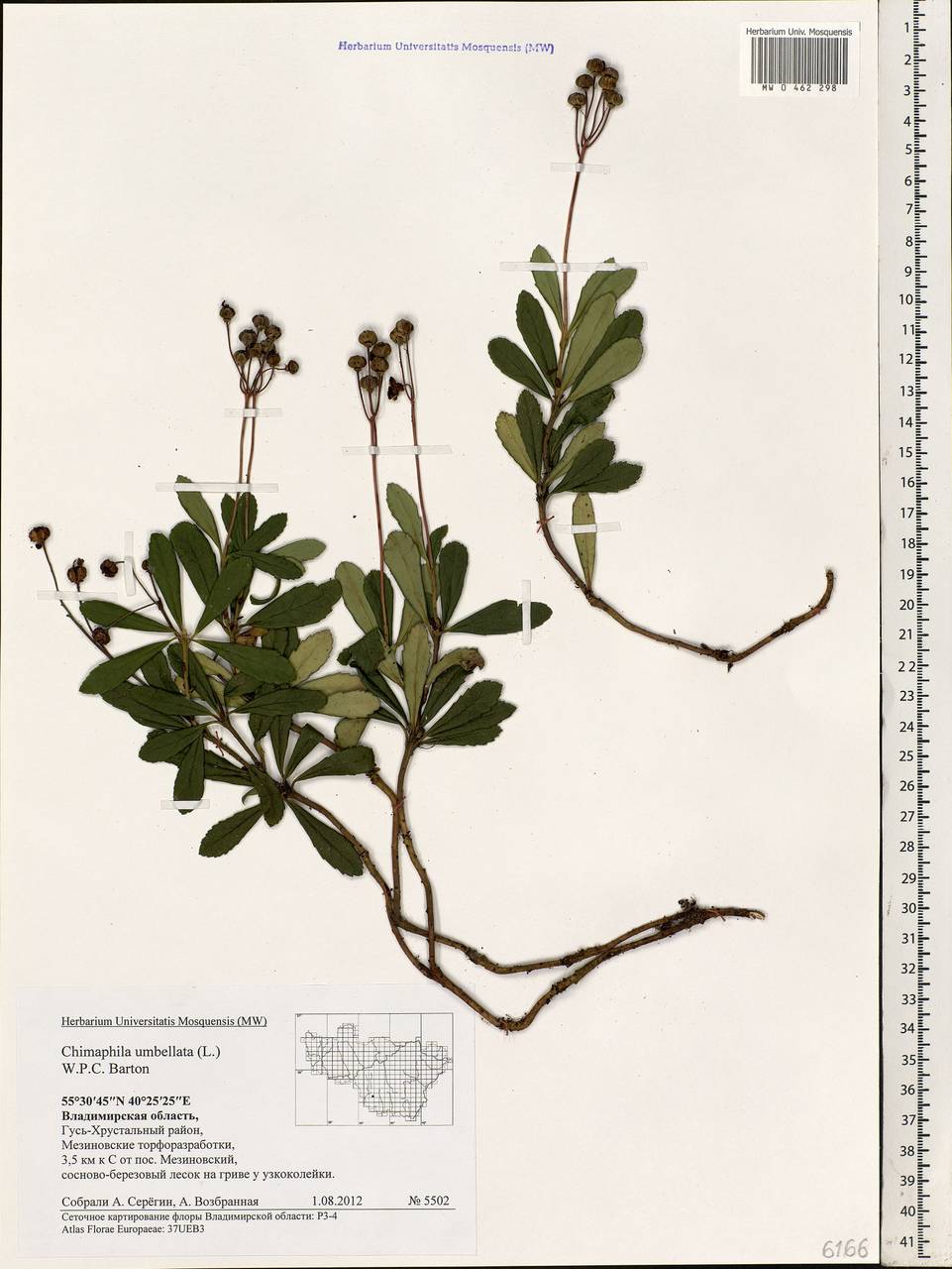 Chimaphila umbellata (L.) W. P. C. Barton, Eastern Europe, Central region (E4) (Russia)