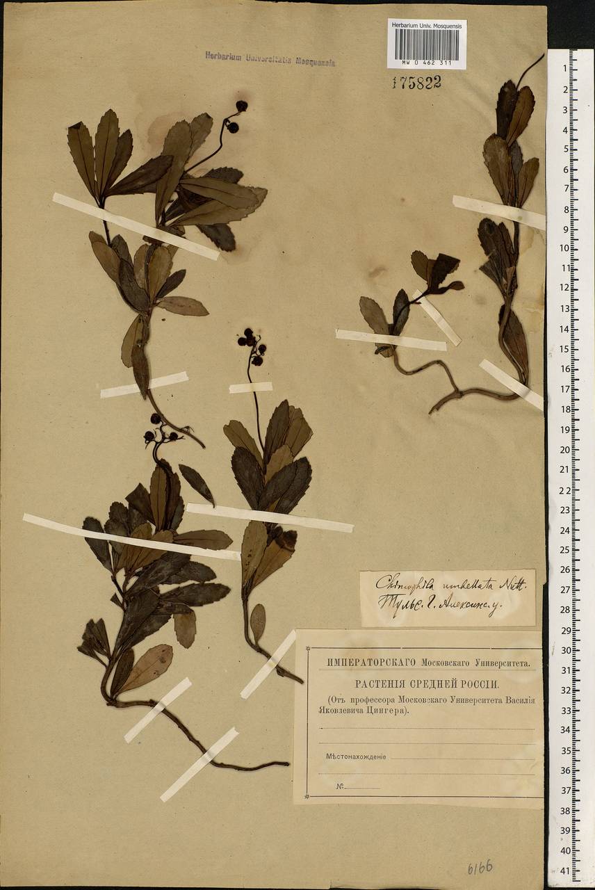 Chimaphila umbellata (L.) W. P. C. Barton, Eastern Europe, Central region (E4) (Russia)