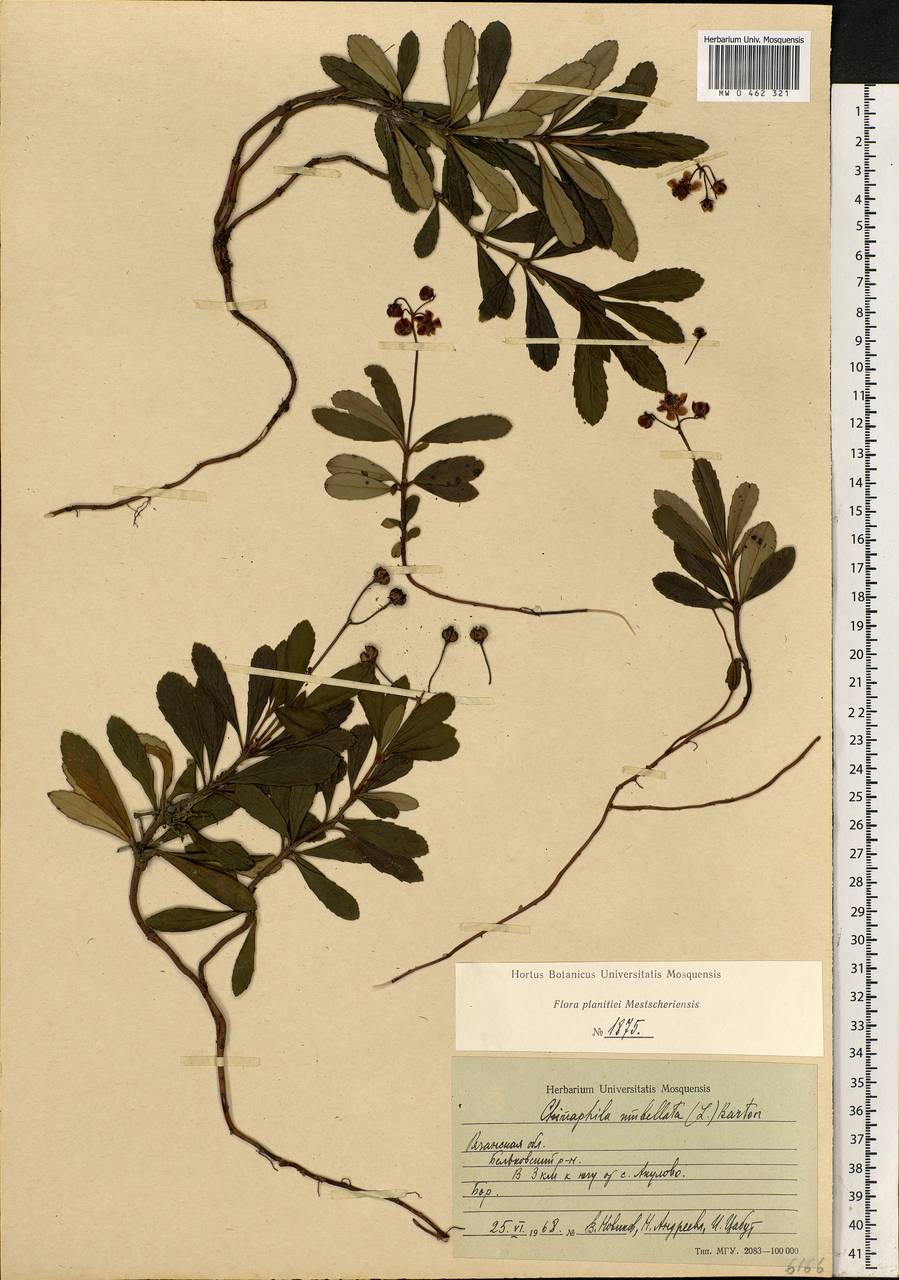 Chimaphila umbellata (L.) W. P. C. Barton, Eastern Europe, Central region (E4) (Russia)