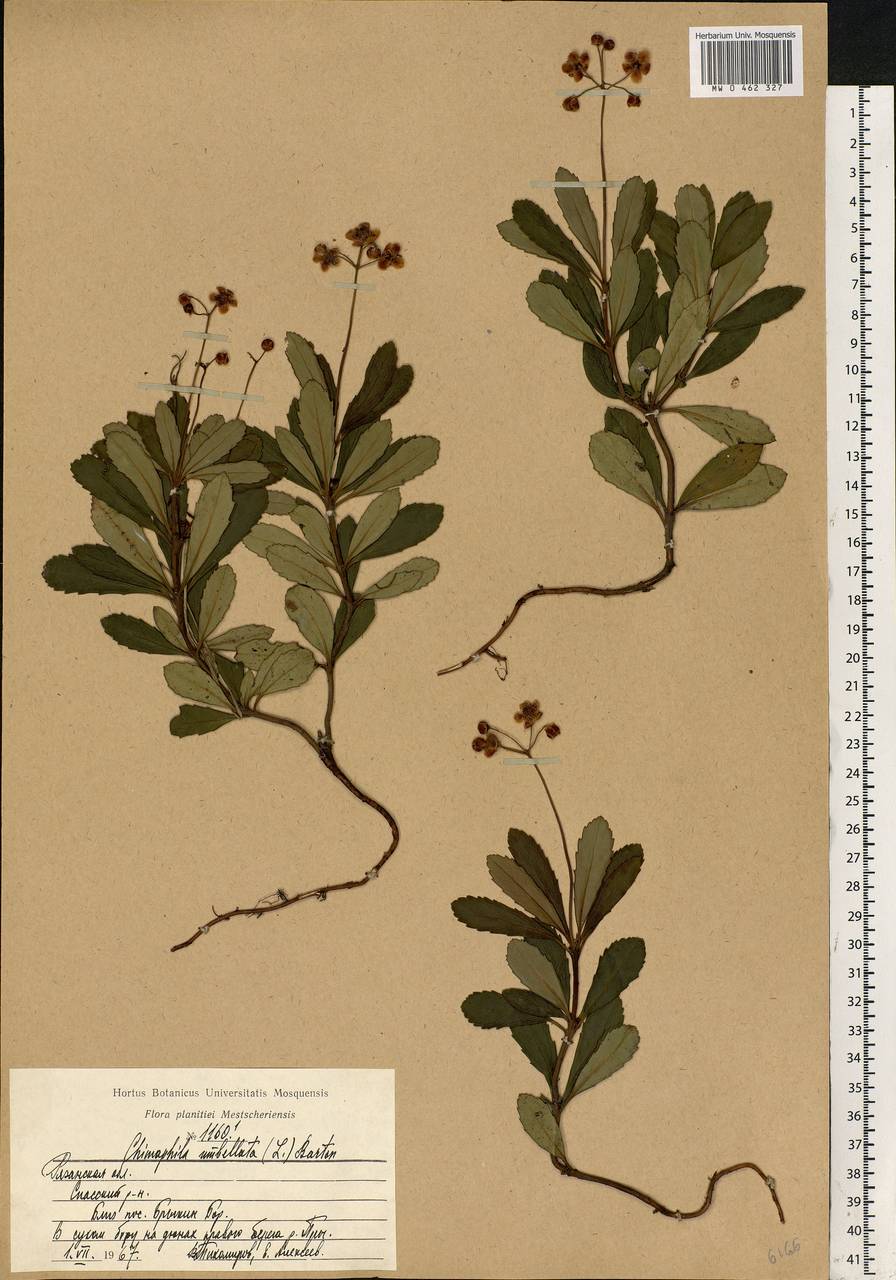 Chimaphila umbellata (L.) W. P. C. Barton, Eastern Europe, Central region (E4) (Russia)