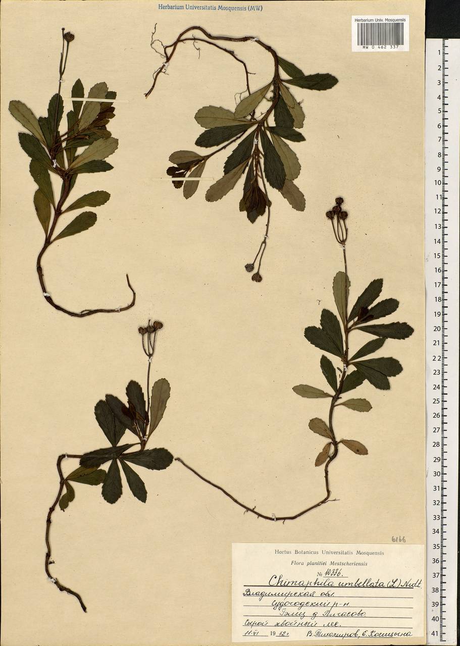 Chimaphila umbellata (L.) W. P. C. Barton, Eastern Europe, Central region (E4) (Russia)