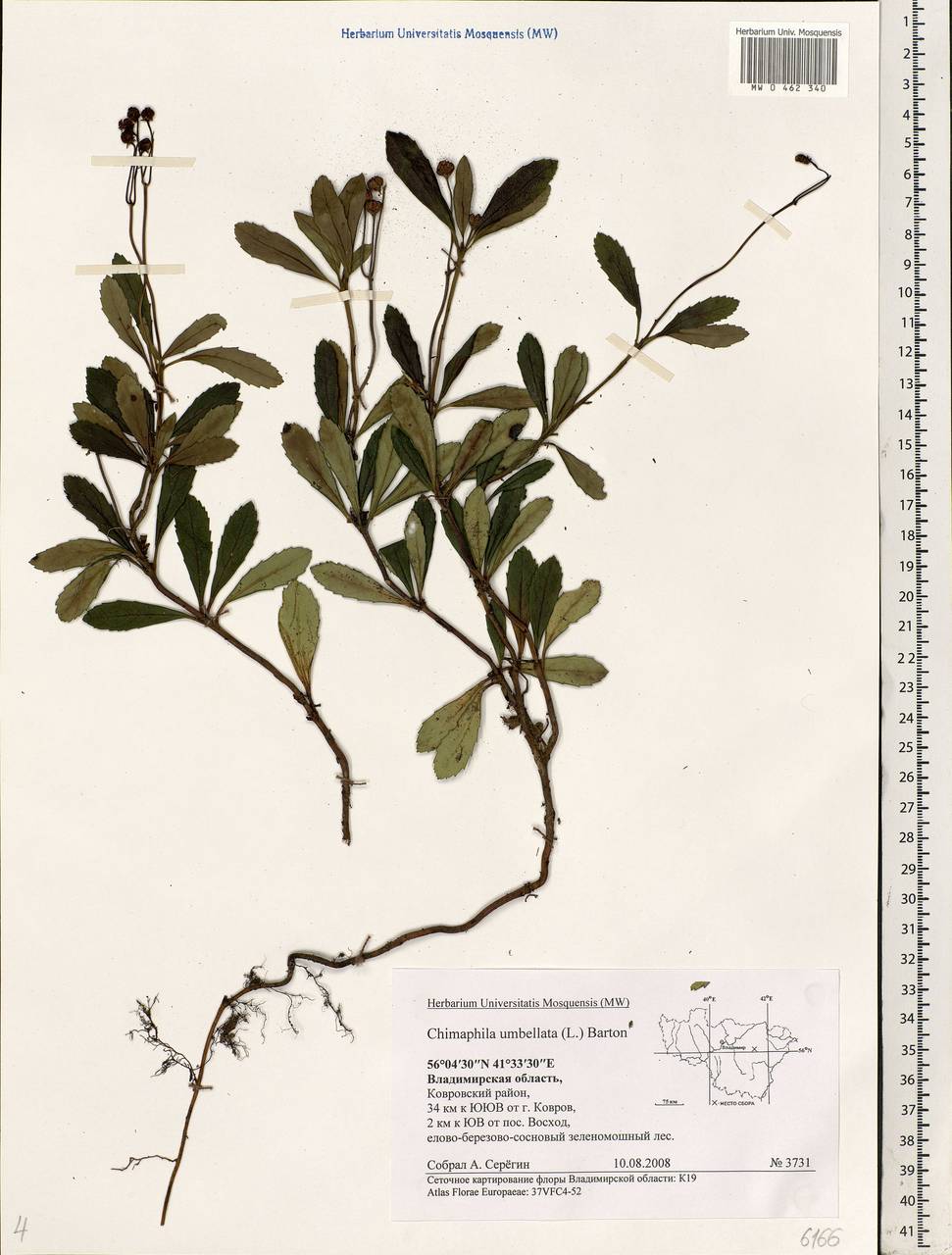 Chimaphila umbellata (L.) W. P. C. Barton, Eastern Europe, Central region (E4) (Russia)