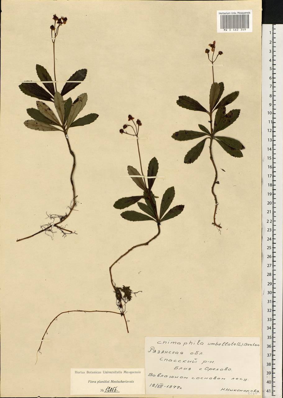 Chimaphila umbellata (L.) W. P. C. Barton, Eastern Europe, Central region (E4) (Russia)
