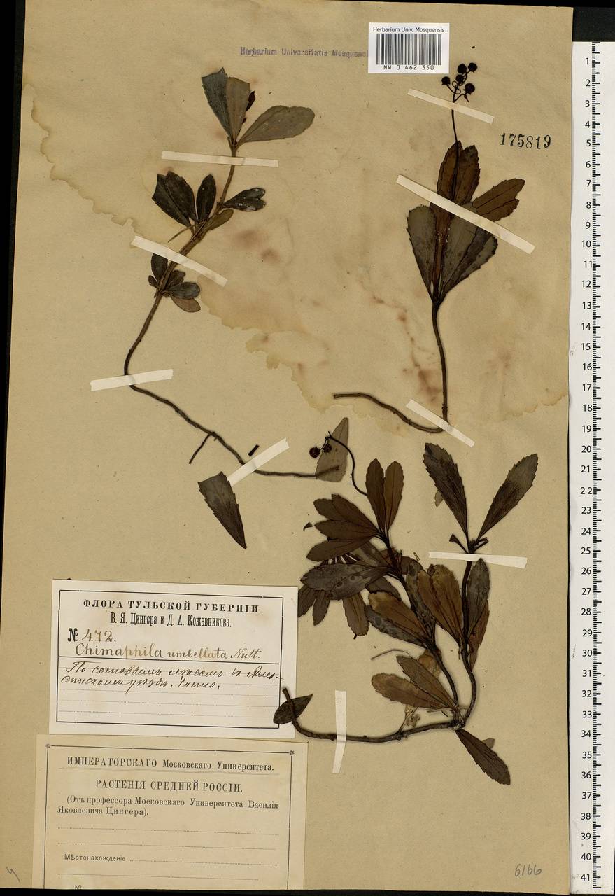 Chimaphila umbellata (L.) W. P. C. Barton, Eastern Europe, Central region (E4) (Russia)