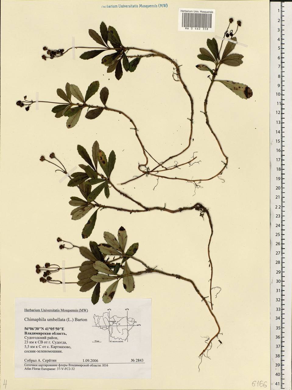 Chimaphila umbellata (L.) W. P. C. Barton, Eastern Europe, Central region (E4) (Russia)