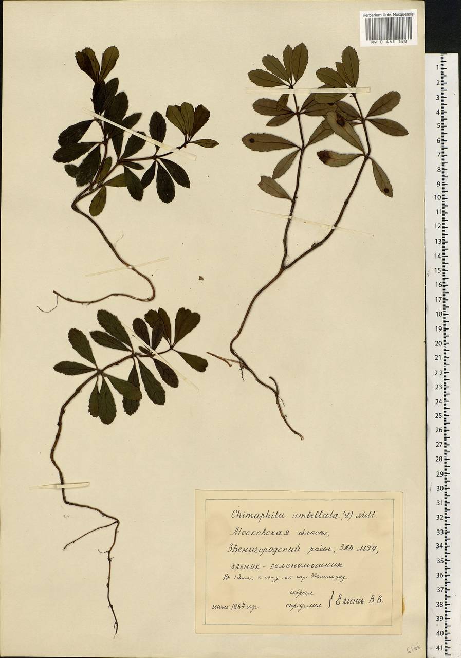 Chimaphila umbellata (L.) W. P. C. Barton, Eastern Europe, Moscow region (E4a) (Russia)