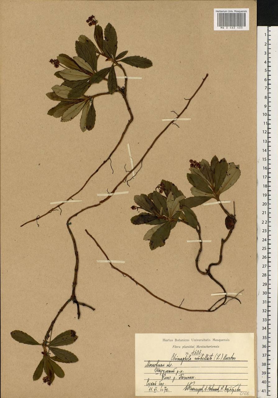 Chimaphila umbellata (L.) W. P. C. Barton, Eastern Europe, Moscow region (E4a) (Russia)