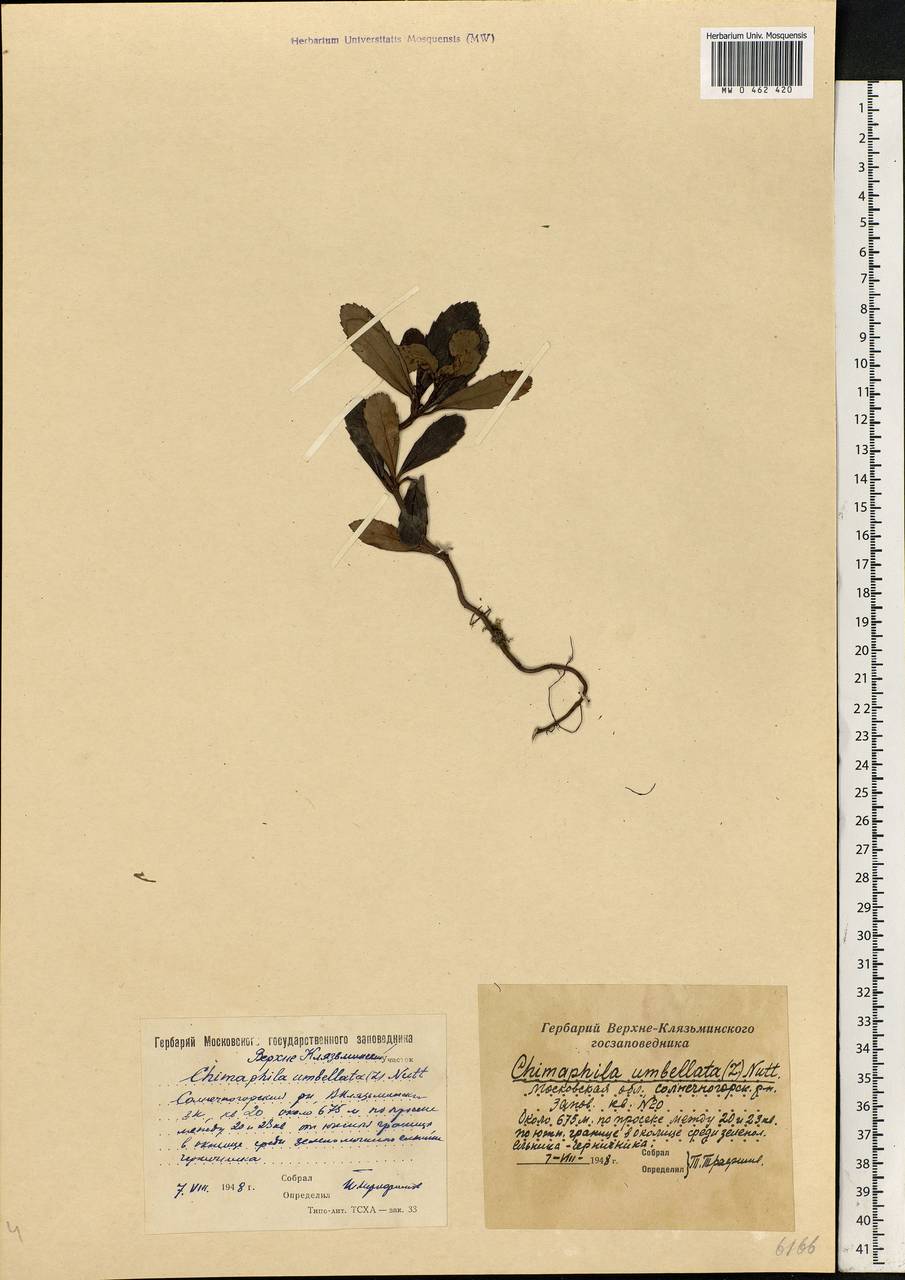 Chimaphila umbellata (L.) W. P. C. Barton, Eastern Europe, Moscow region (E4a) (Russia)