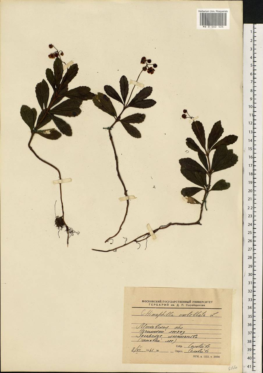 Chimaphila umbellata (L.) W. P. C. Barton, Eastern Europe, Moscow region (E4a) (Russia)