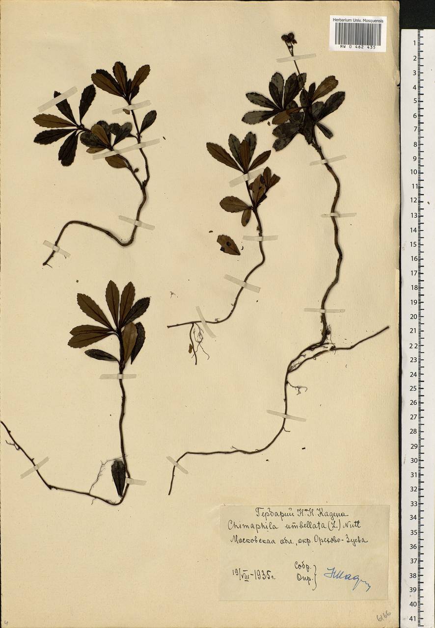 Chimaphila umbellata (L.) W. P. C. Barton, Eastern Europe, Moscow region (E4a) (Russia)