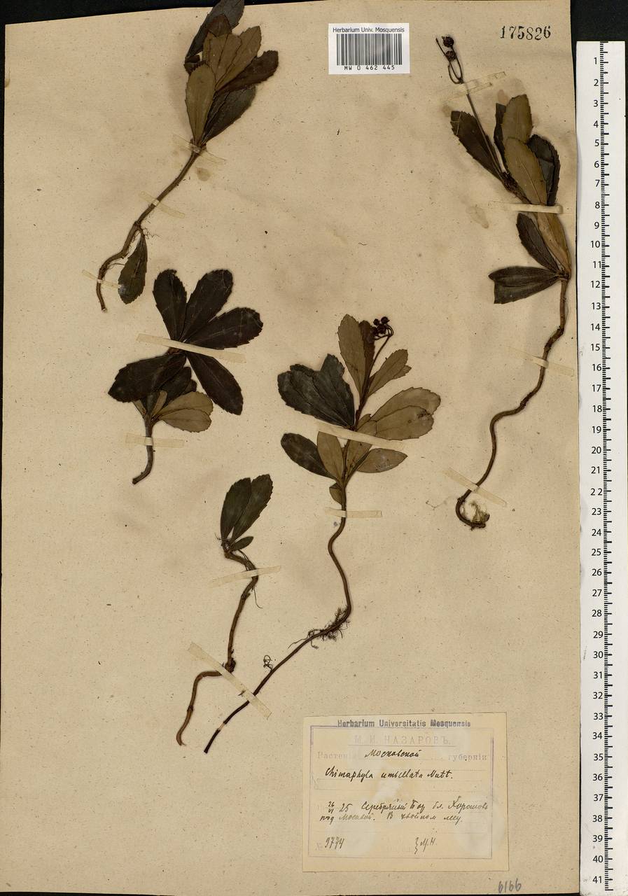 Chimaphila umbellata (L.) W. P. C. Barton, Eastern Europe, Moscow region (E4a) (Russia)