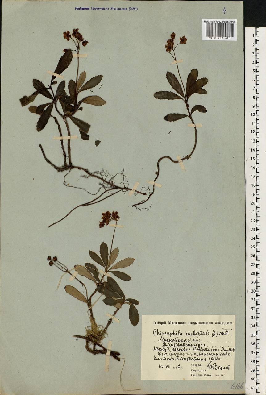 Chimaphila umbellata (L.) W. P. C. Barton, Eastern Europe, Moscow region (E4a) (Russia)