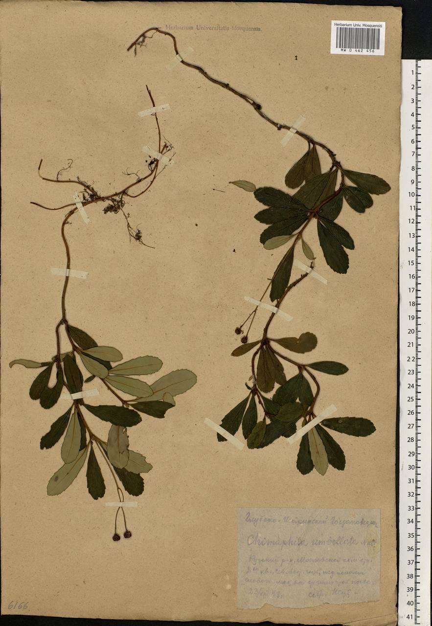 Chimaphila umbellata (L.) W. P. C. Barton, Eastern Europe, Moscow region (E4a) (Russia)