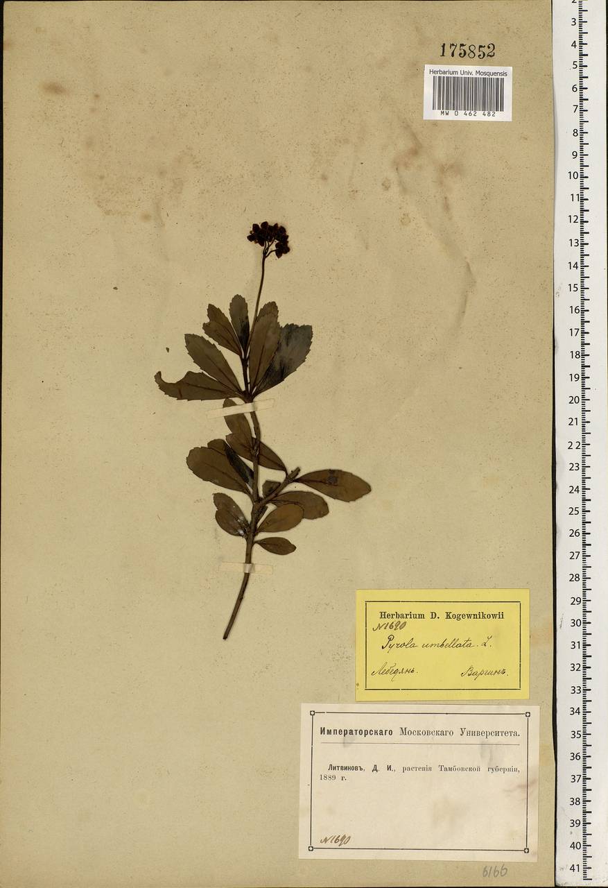 Chimaphila umbellata (L.) W. P. C. Barton, Eastern Europe, Central forest-and-steppe region (E6) (Russia)