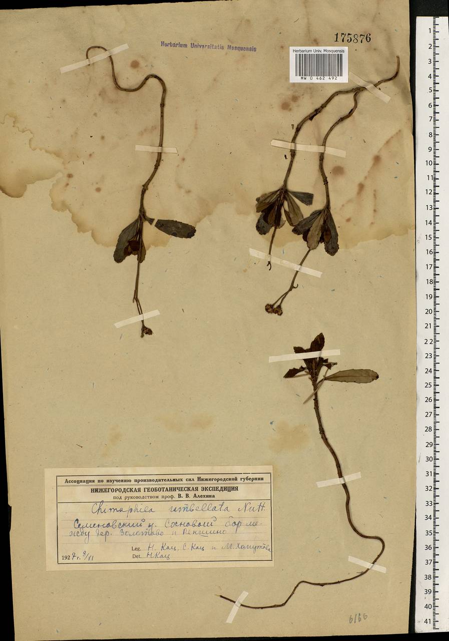 Chimaphila umbellata (L.) W. P. C. Barton, Eastern Europe, Volga-Kama region (E7) (Russia)