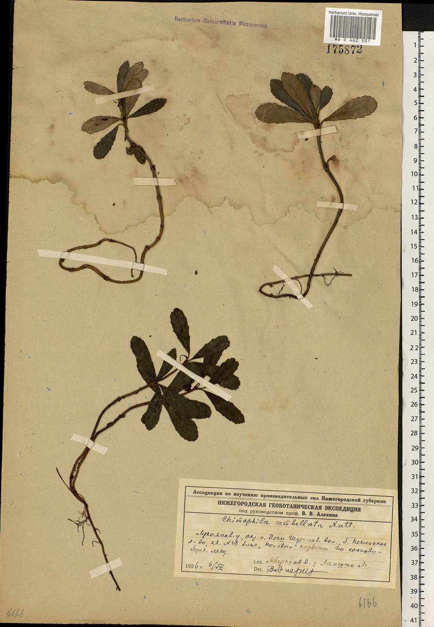 Chimaphila umbellata (L.) W. P. C. Barton, Eastern Europe, Volga-Kama region (E7) (Russia)