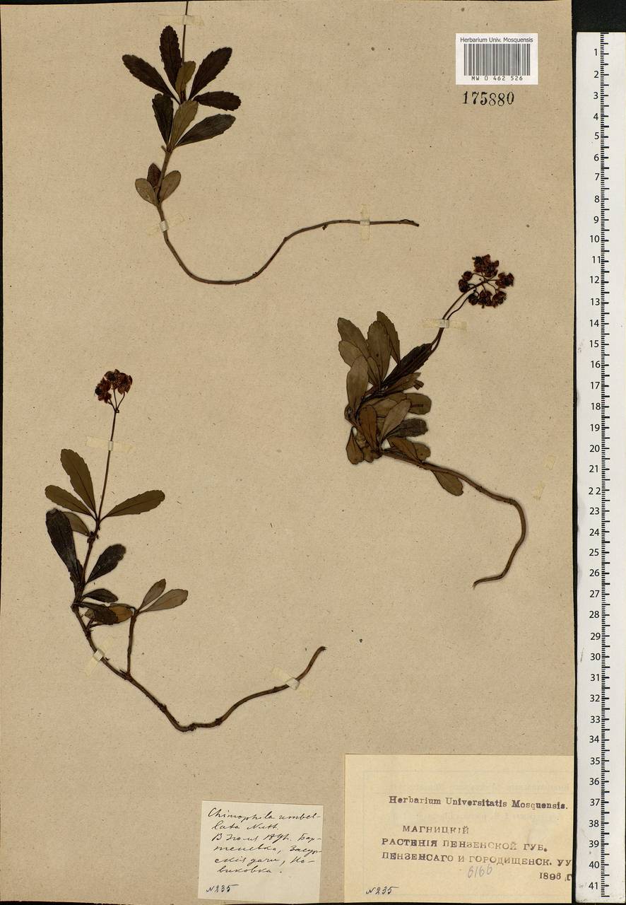 Chimaphila umbellata (L.) W. P. C. Barton, Eastern Europe, Middle Volga region (E8) (Russia)