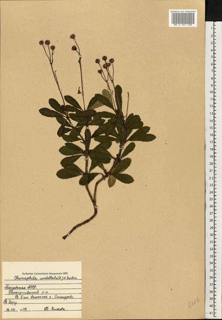 Chimaphila umbellata (L.) W. P. C. Barton, Eastern Europe, Middle Volga region (E8) (Russia)