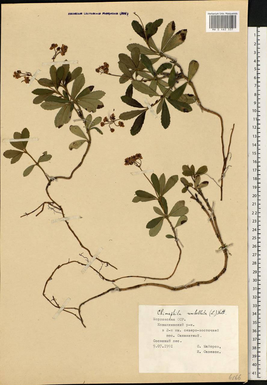 Chimaphila umbellata (L.) W. P. C. Barton, Eastern Europe, Middle Volga region (E8) (Russia)