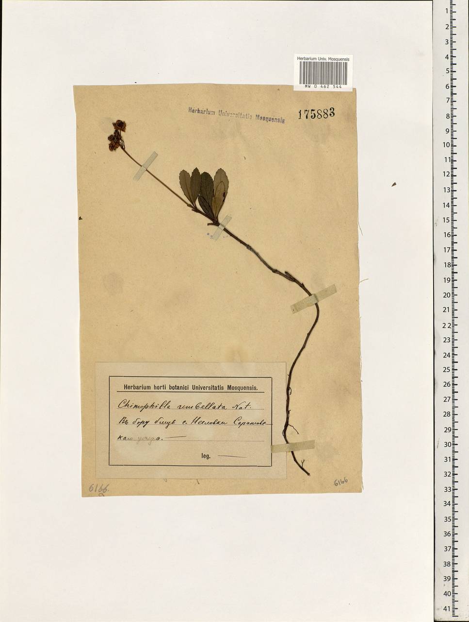 Chimaphila umbellata (L.) W. P. C. Barton, Eastern Europe, Lower Volga region (E9) (Russia)