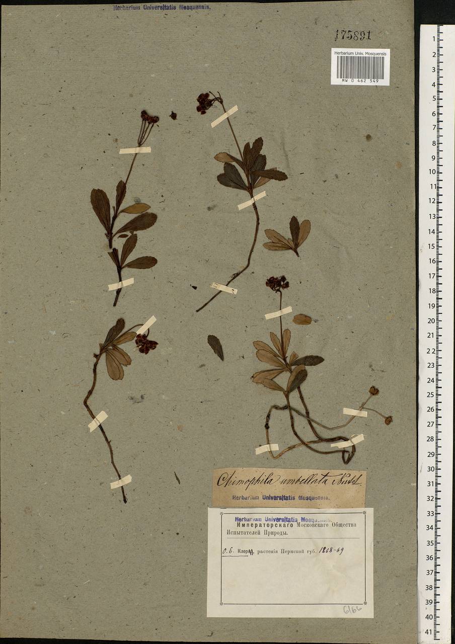 Chimaphila umbellata (L.) W. P. C. Barton, Eastern Europe, Eastern region (E10) (Russia)