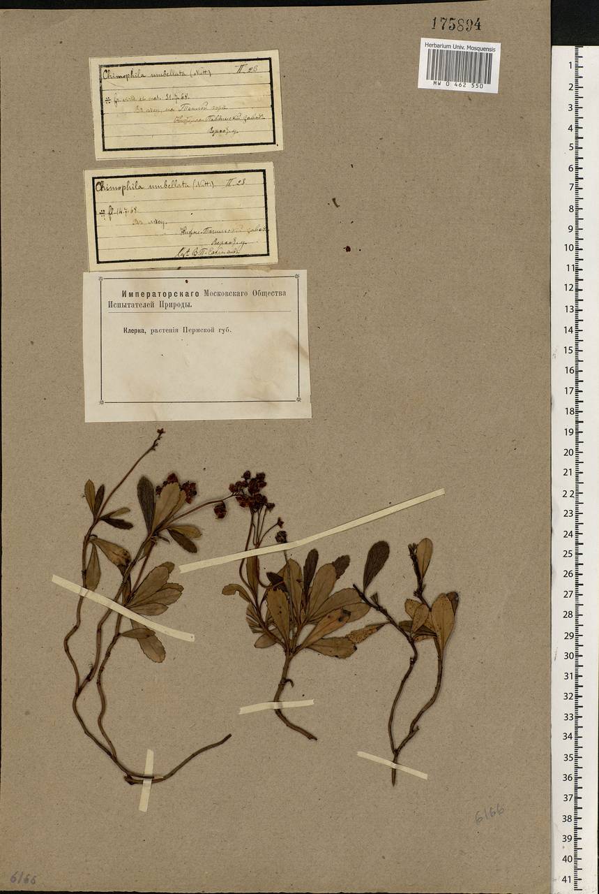 Chimaphila umbellata (L.) W. P. C. Barton, Eastern Europe, Eastern region (E10) (Russia)