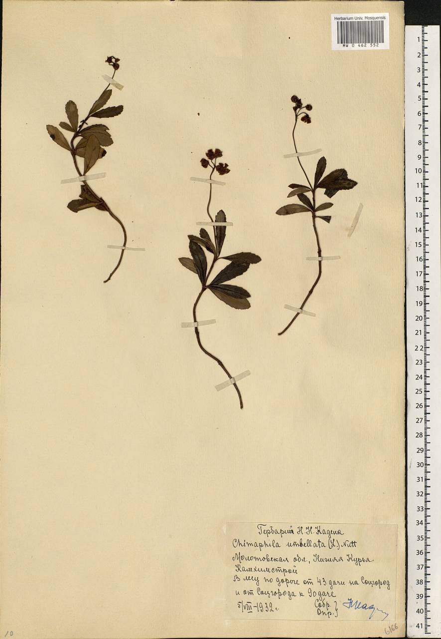 Chimaphila umbellata (L.) W. P. C. Barton, Eastern Europe, Eastern region (E10) (Russia)