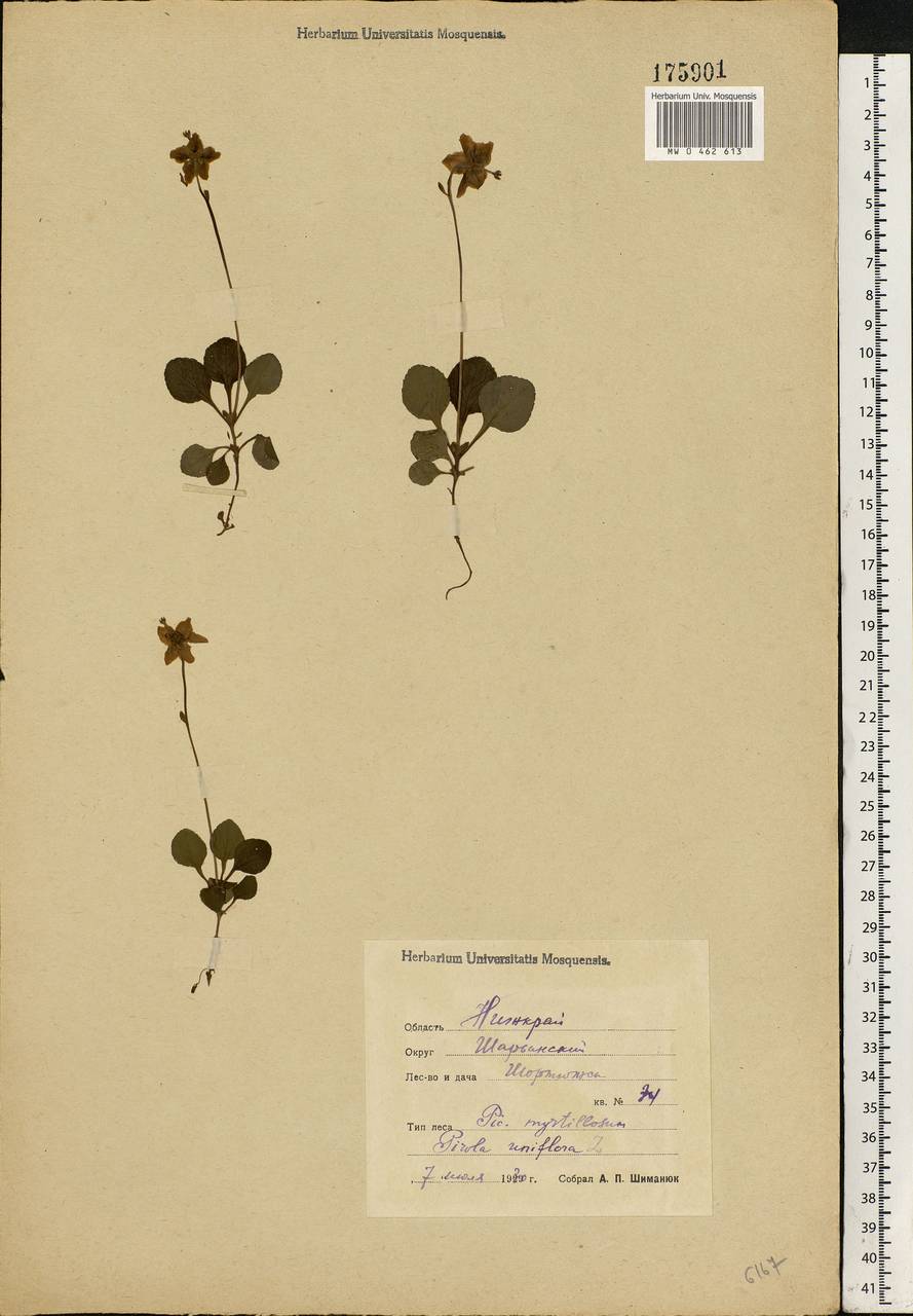 Moneses uniflora (L.) A. Gray, Eastern Europe, Central forest region (E5) (Russia)