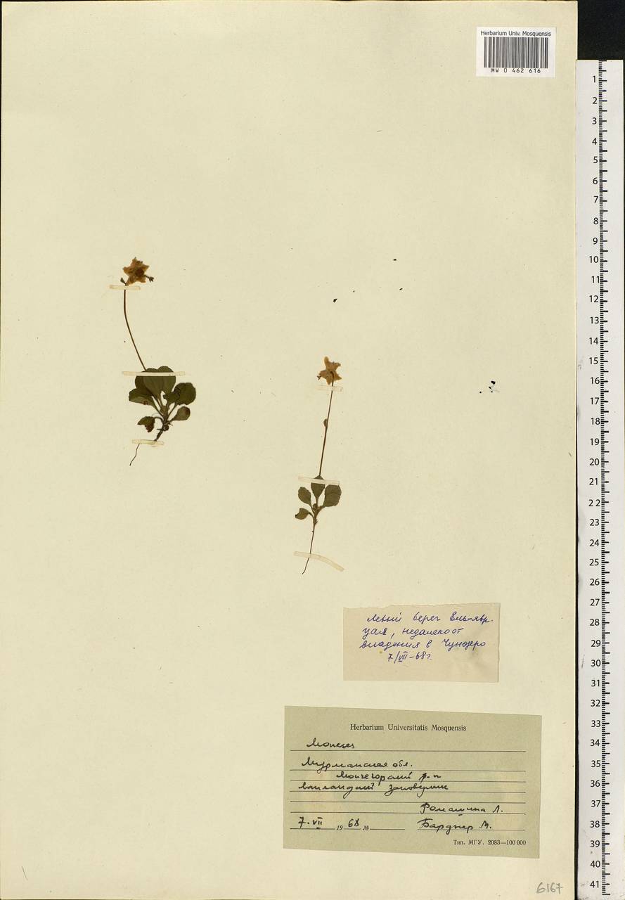 Moneses uniflora (L.) A. Gray, Eastern Europe, Northern region (E1) (Russia)
