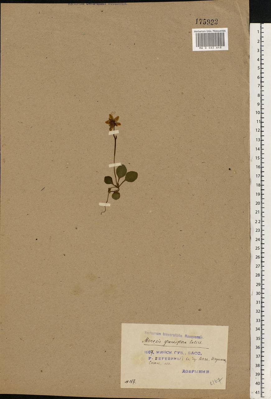 Moneses uniflora (L.) A. Gray, Eastern Europe, Belarus (E3a) (Belarus)