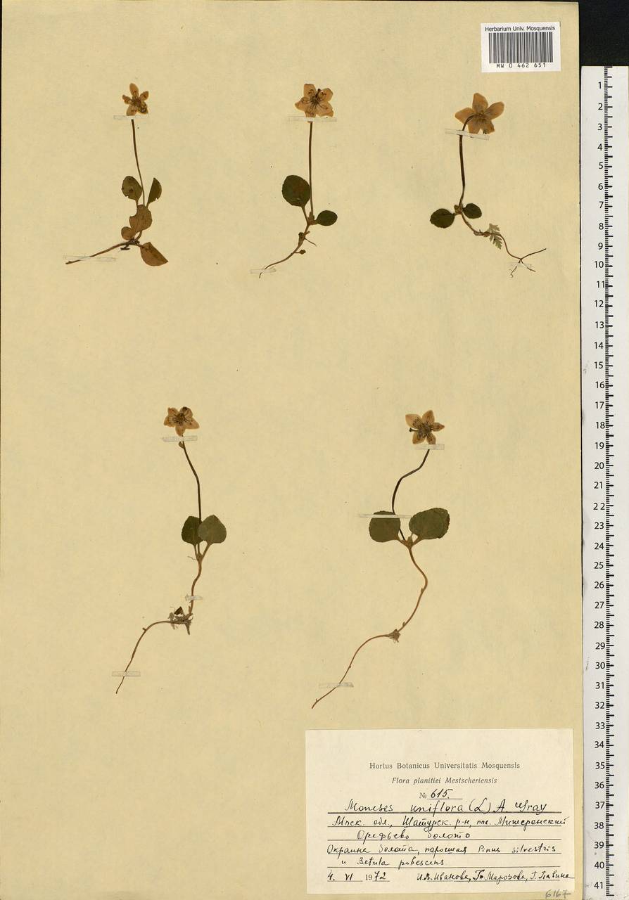 Moneses uniflora (L.) A. Gray, Eastern Europe, Moscow region (E4a) (Russia)