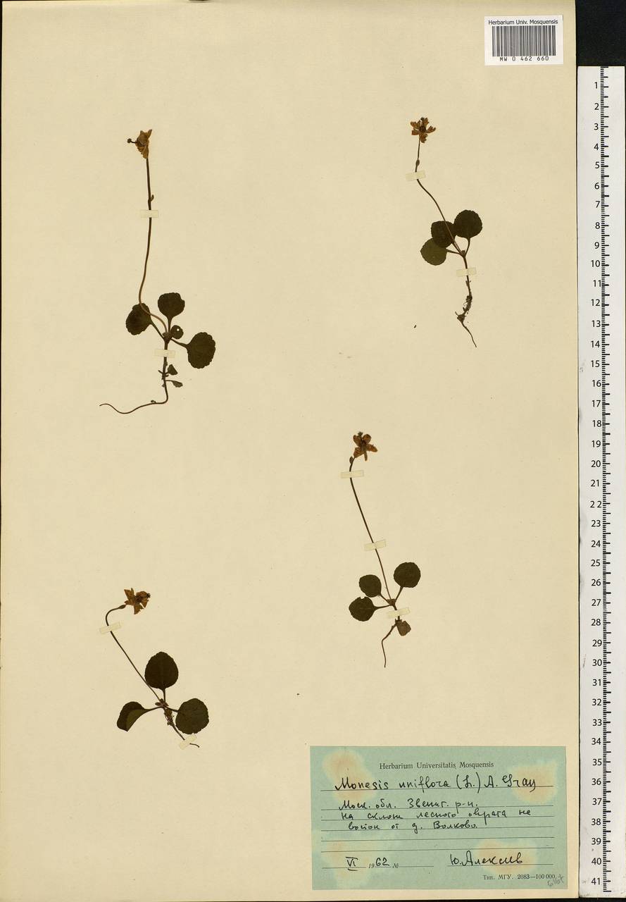 Moneses uniflora (L.) A. Gray, Eastern Europe, Moscow region (E4a) (Russia)