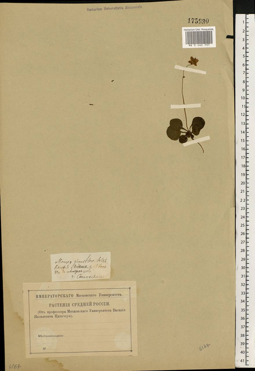 Moneses uniflora (L.) A. Gray, Eastern Europe, Central region (E4) (Russia)