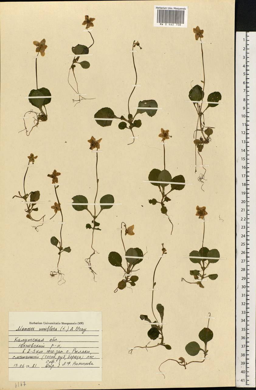 Moneses uniflora (L.) A. Gray, Eastern Europe, Central region (E4) (Russia)