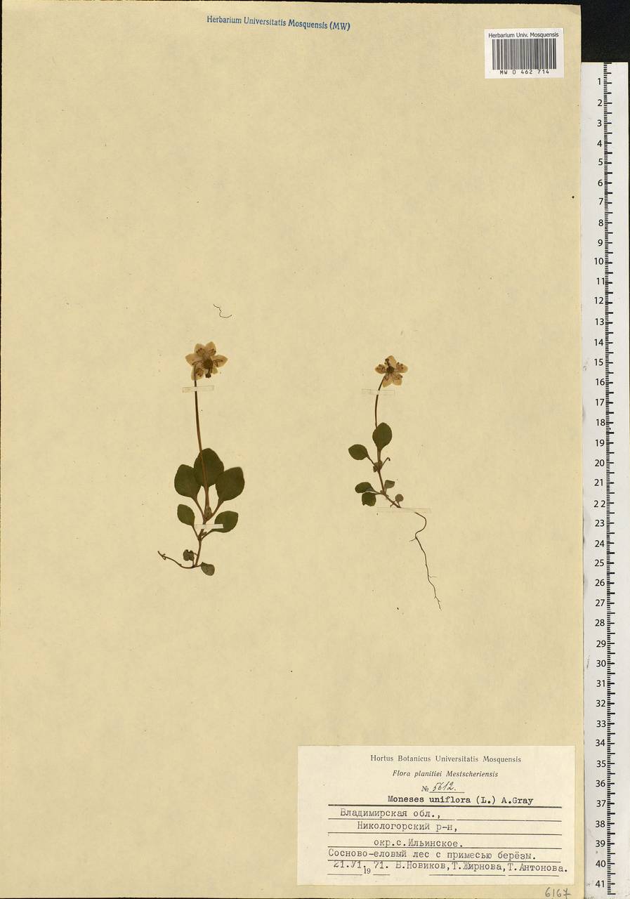 Moneses uniflora (L.) A. Gray, Eastern Europe, Central region (E4) (Russia)