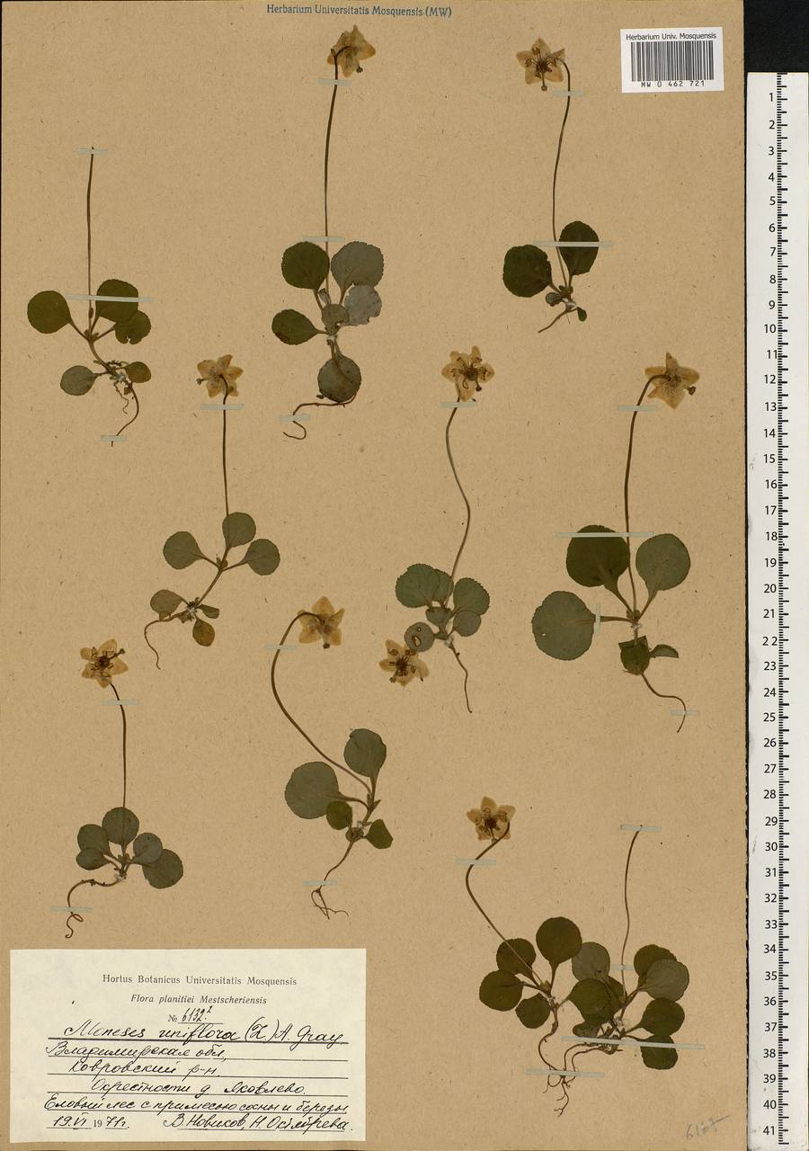 Moneses uniflora (L.) A. Gray, Eastern Europe, Central region (E4) (Russia)
