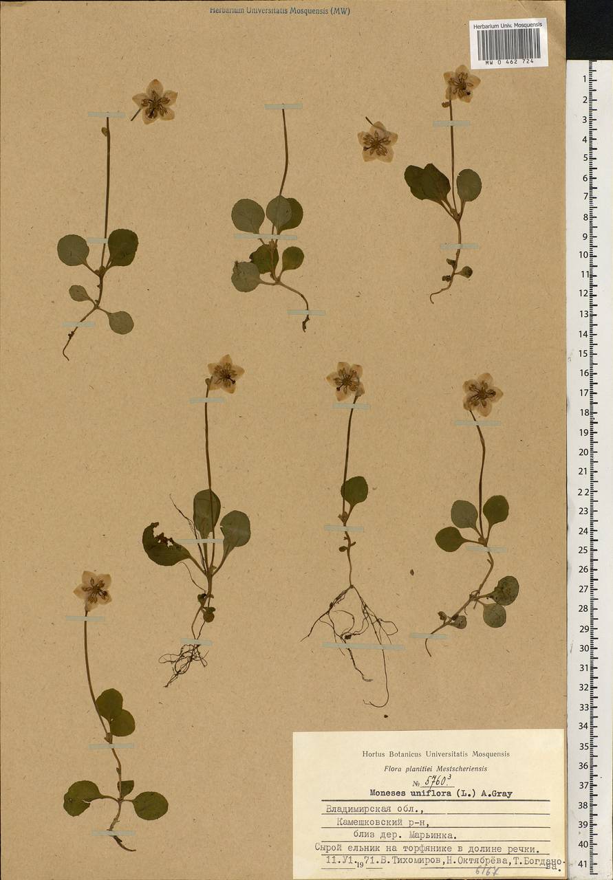 Moneses uniflora (L.) A. Gray, Eastern Europe, Central region (E4) (Russia)