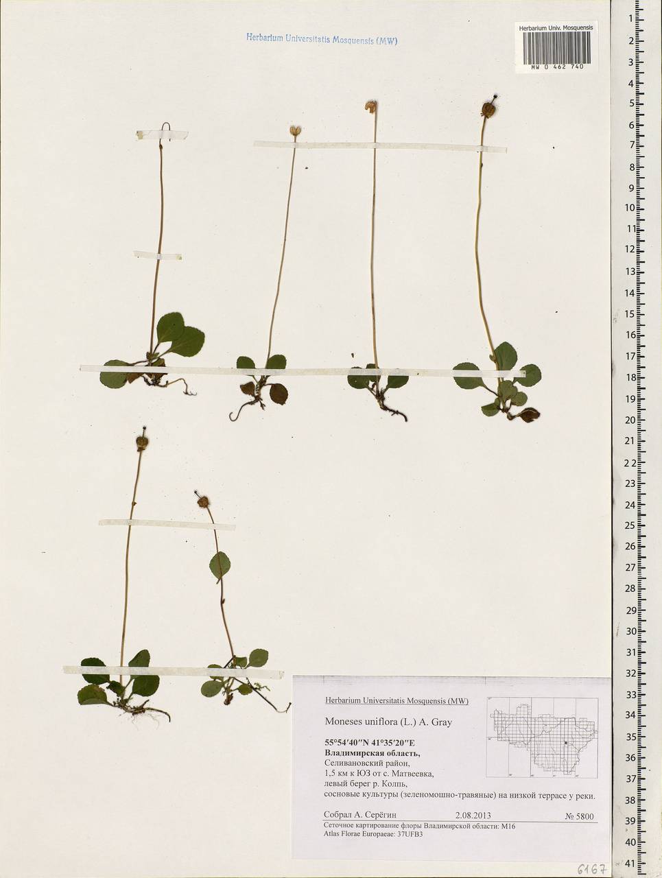 Moneses uniflora (L.) A. Gray, Eastern Europe, Central region (E4) (Russia)