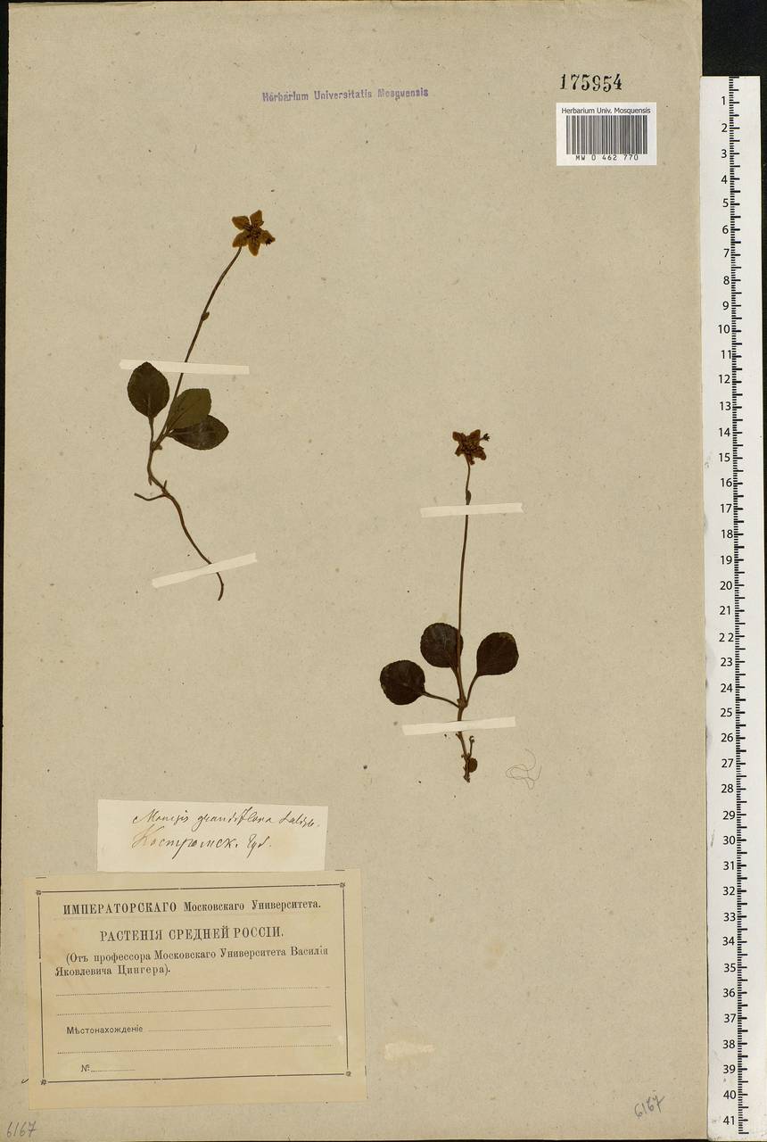 Moneses uniflora (L.) A. Gray, Eastern Europe, Central forest region (E5) (Russia)