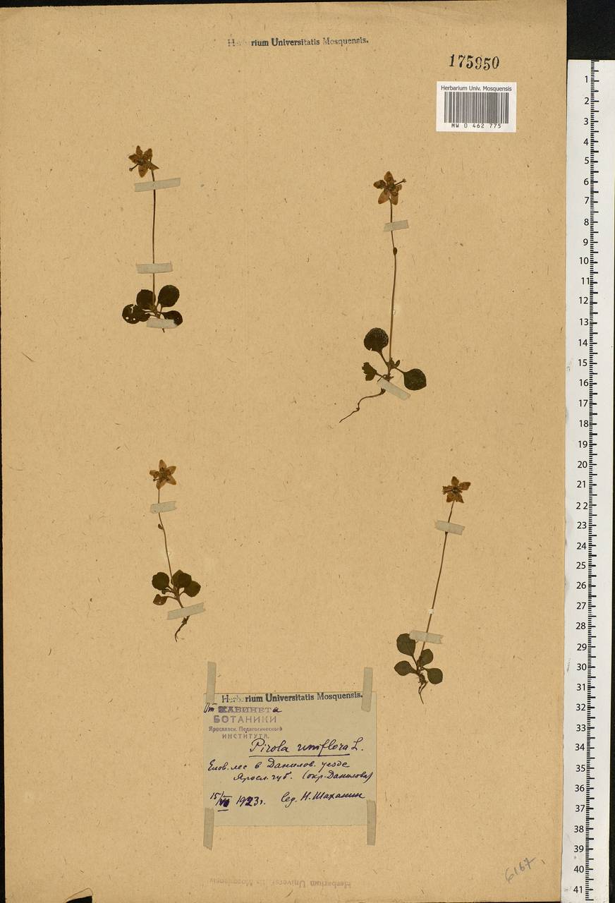 Moneses uniflora (L.) A. Gray, Eastern Europe, Central forest region (E5) (Russia)