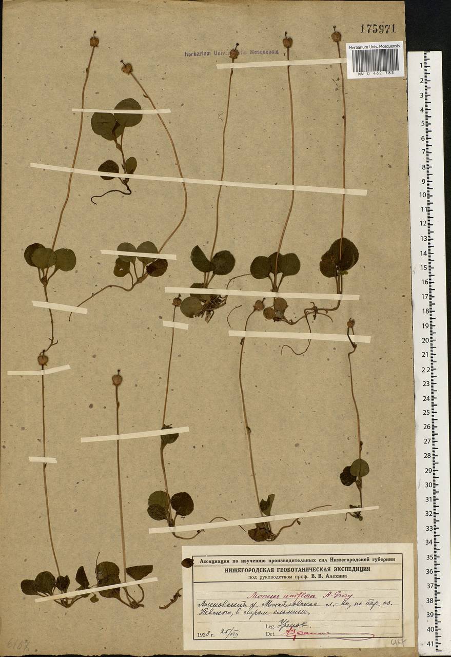 Moneses uniflora (L.) A. Gray, Eastern Europe, Volga-Kama region (E7) (Russia)